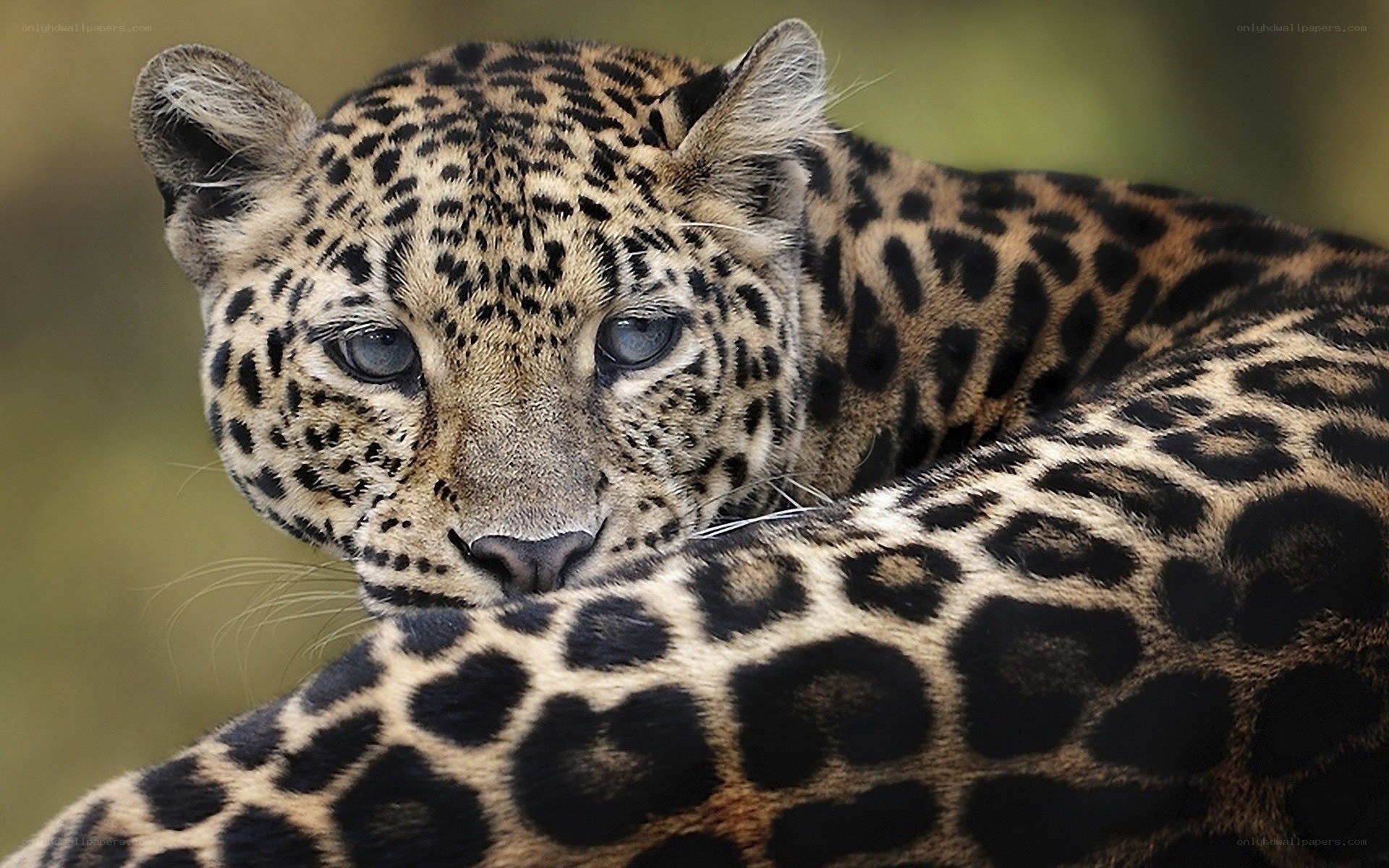 Leopard resting in the wild