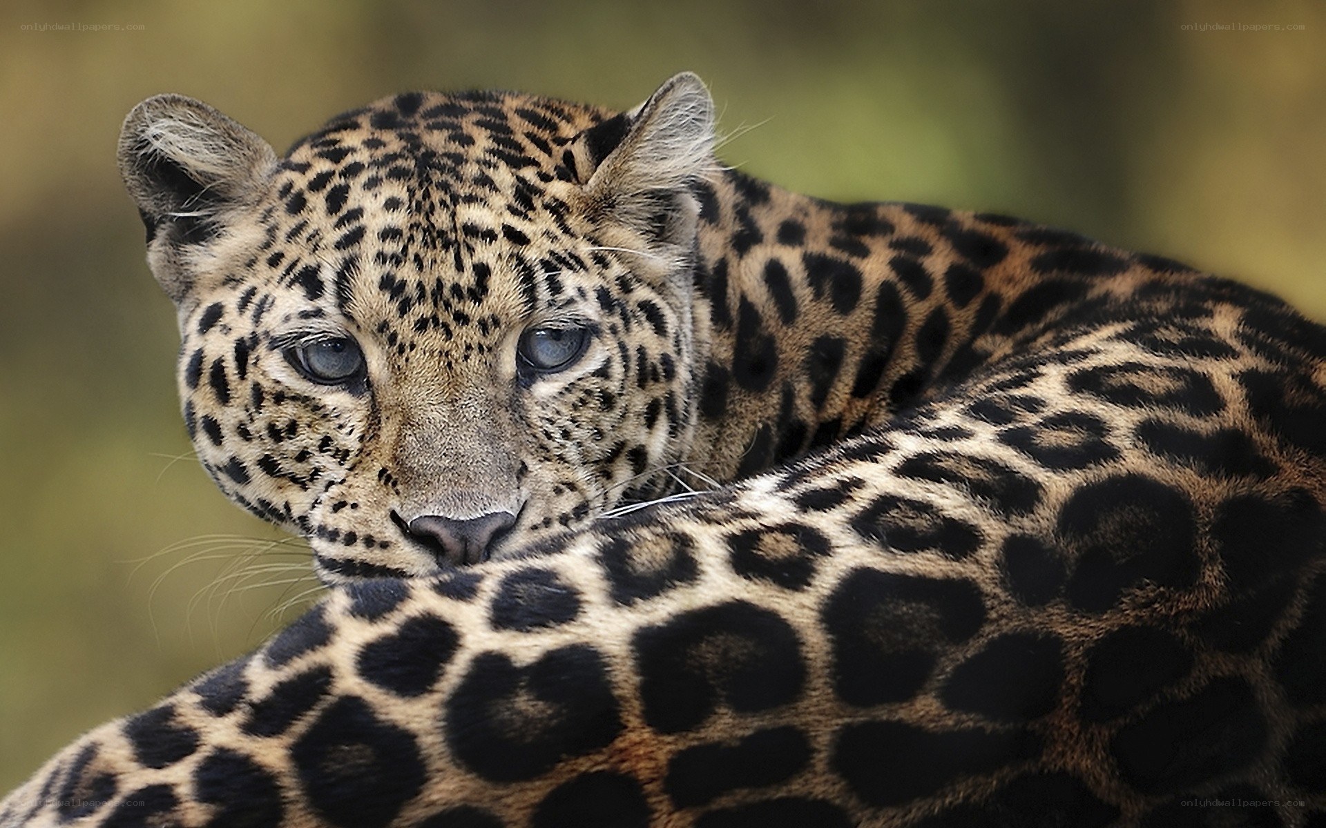 Leopard resting in the wild