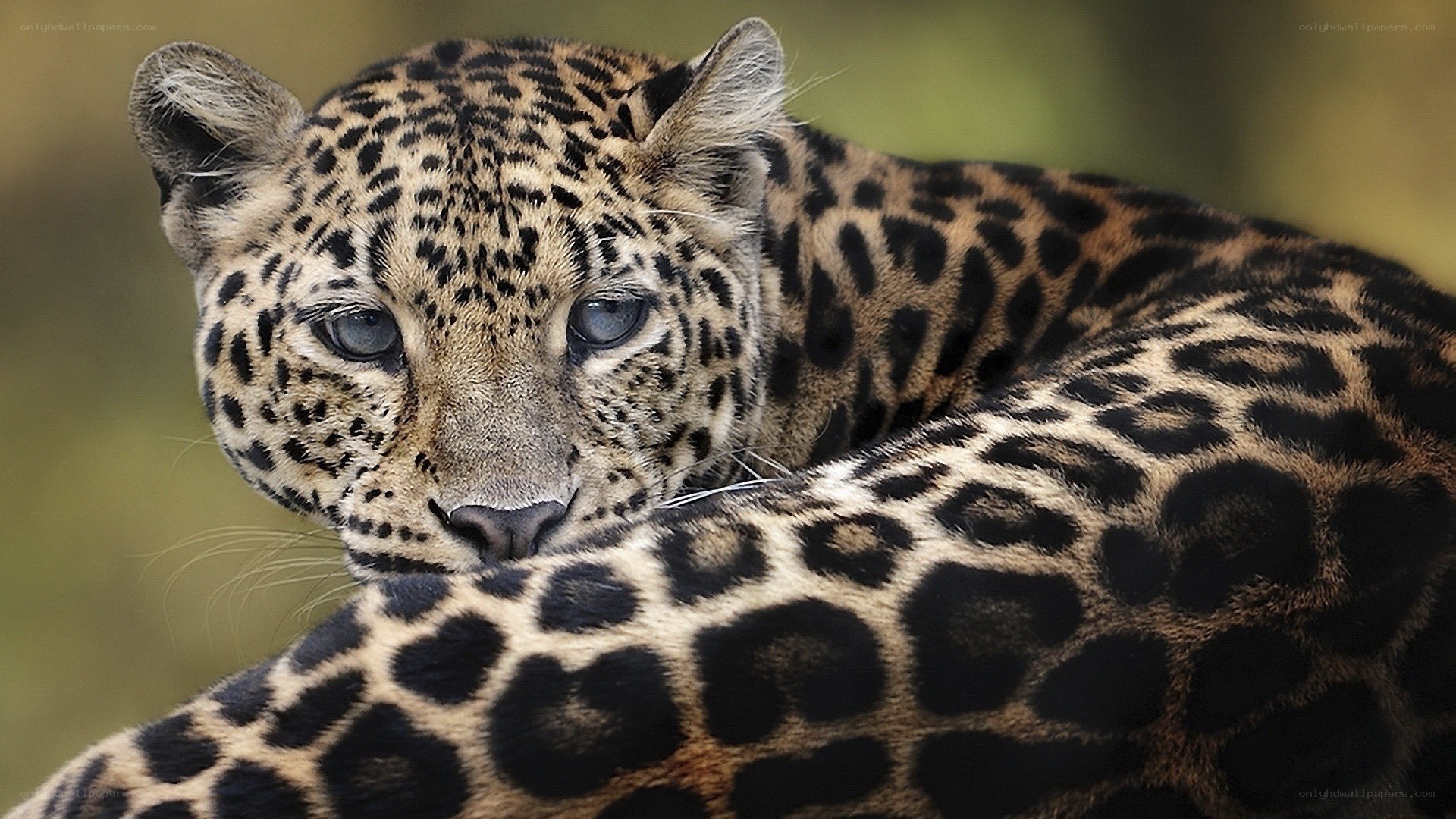 Leopard resting in the wild