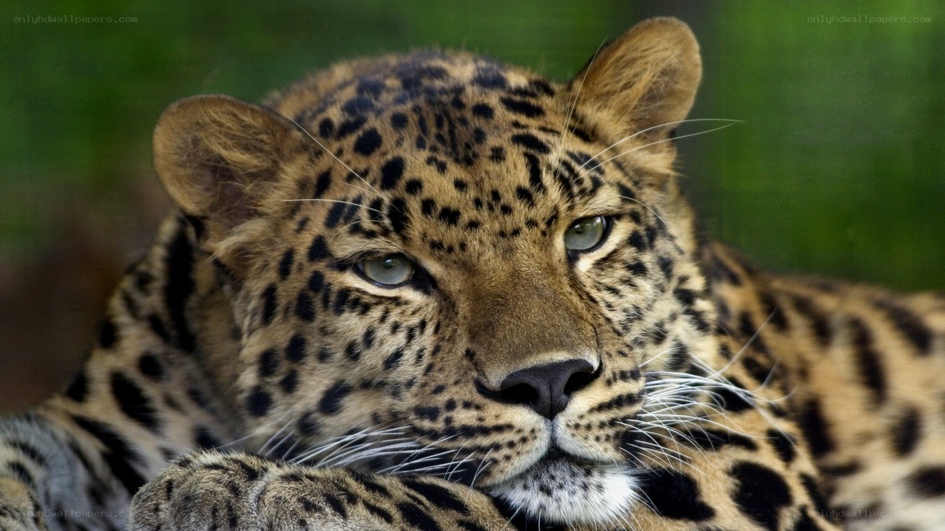 Leopard resting in the wild