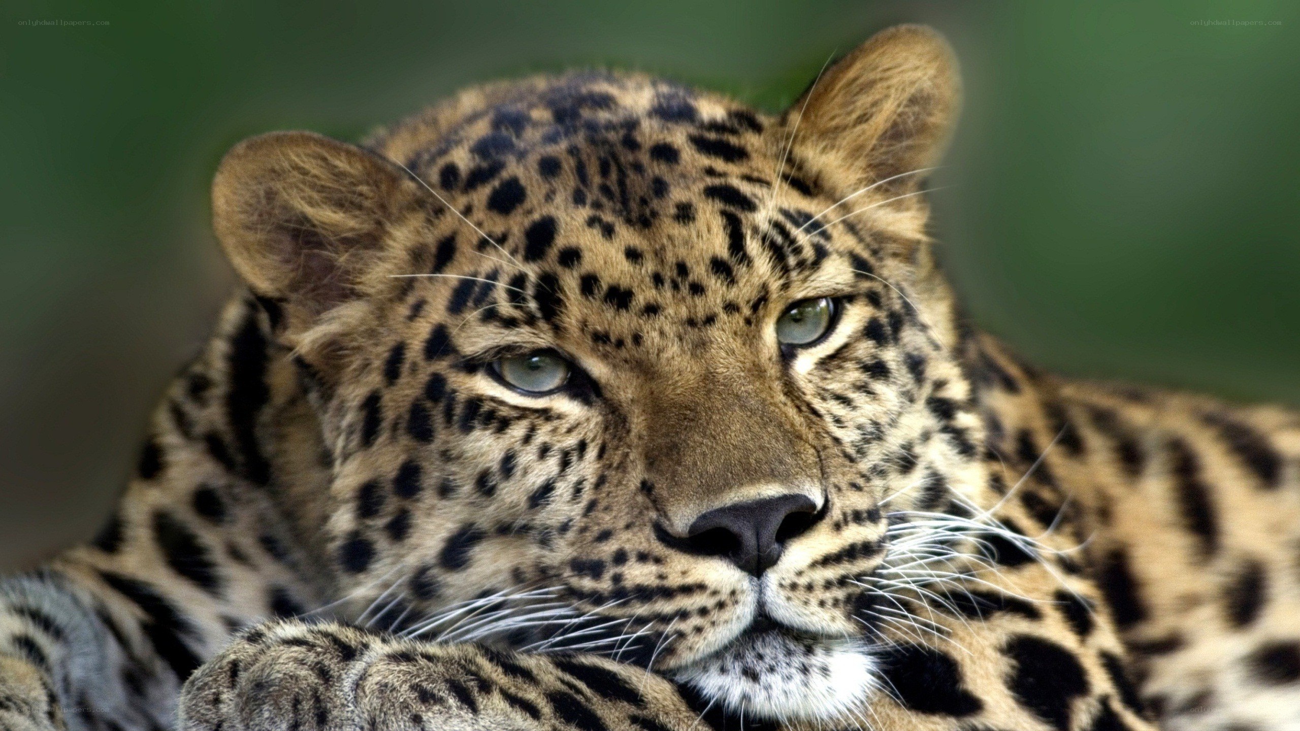 Leopard resting in the wild