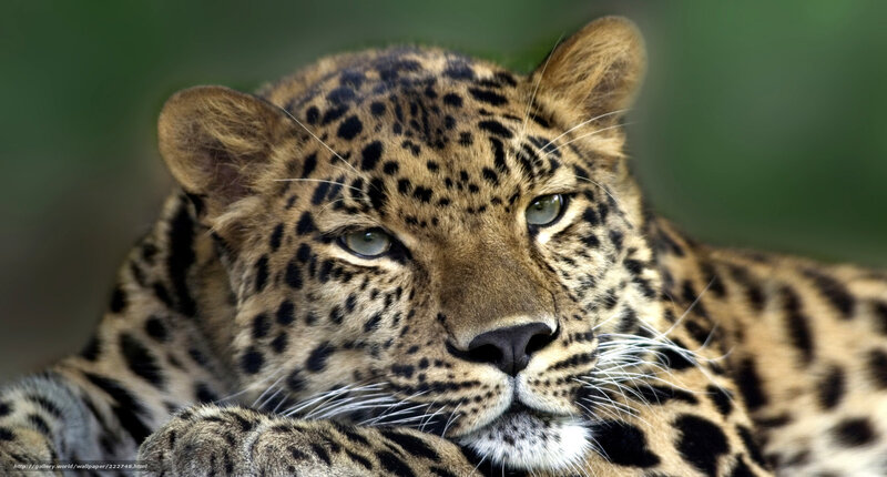 Leopard resting in the wild