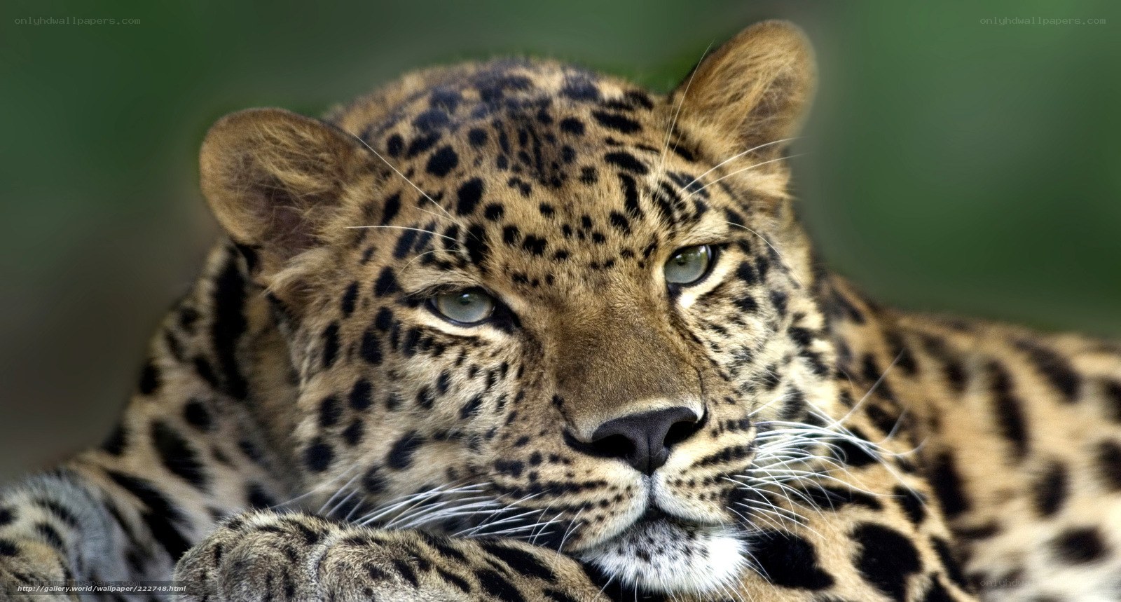 Leopard resting in the wild