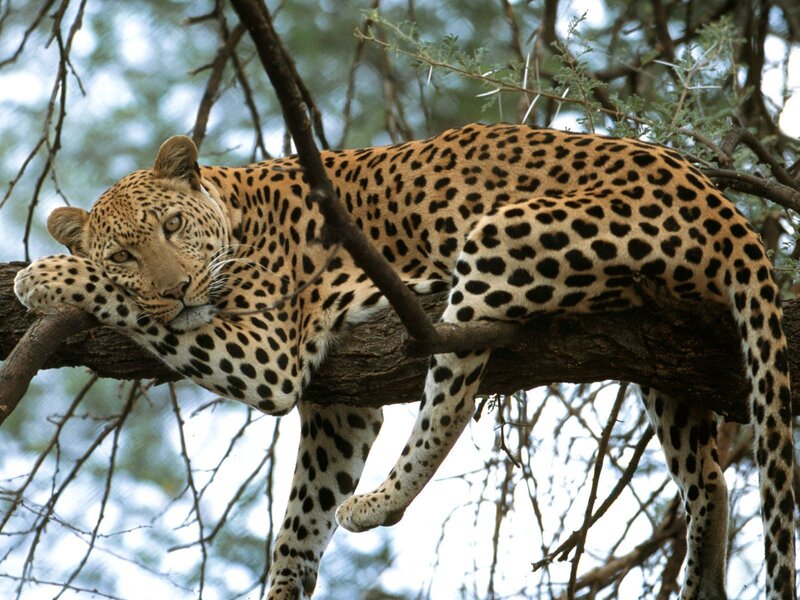 Leopard Resting in Tree — Branch