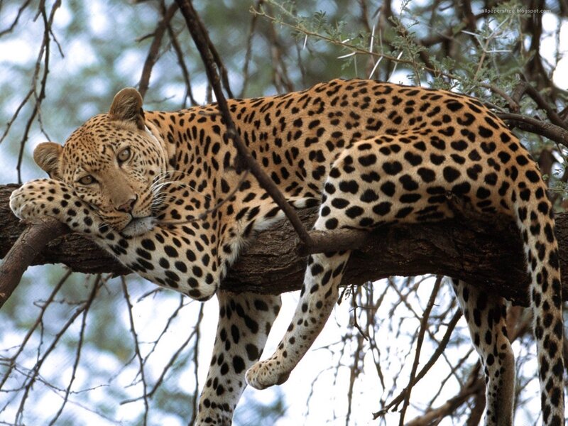 Leopard Resting in Tree — Brown, Calm, Afternoon, Photograph, Branch, Forest, Black, Green