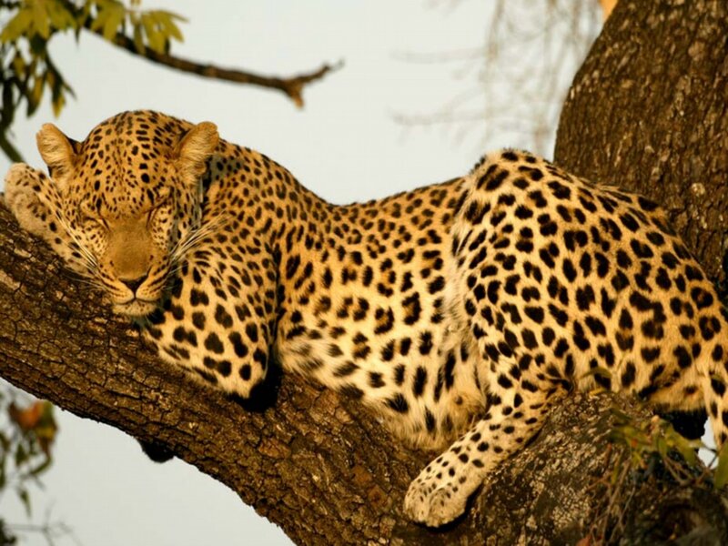 Leopard Resting in Tree — Brown, Calm, Afternoon, Photograph, Branch, Sky