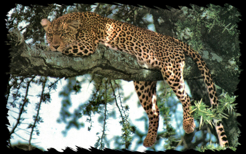 Leopard Resting in Tree — Brown, Calm, Afternoon, Photograph, Branch, Spiny Leaves