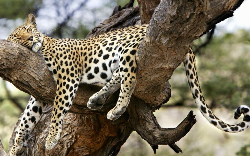 Leopard Resting in Tree — Brown, Calm, Afternoon, Photograph, Branch, Tail