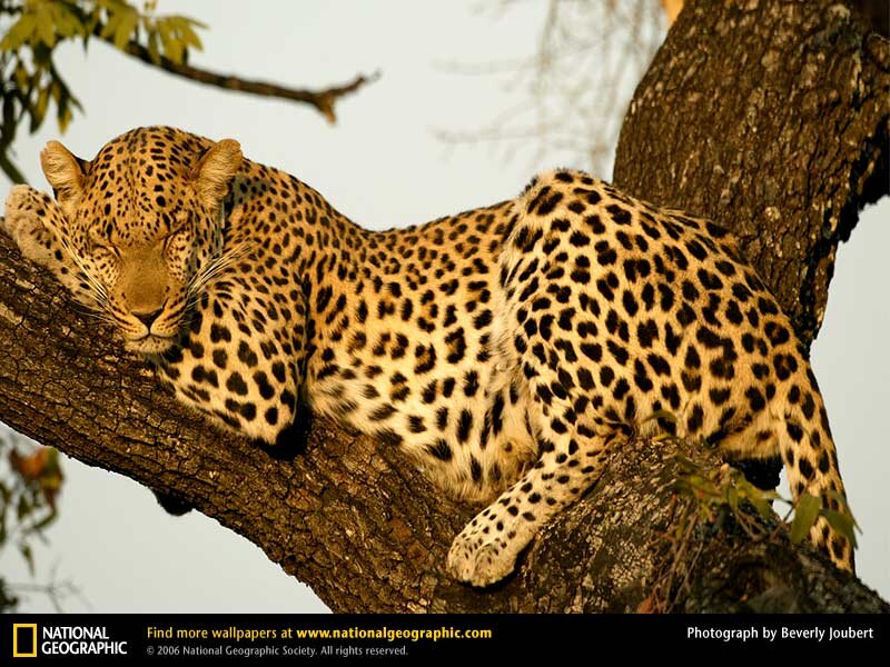 Leopard Resting in Tree — Brown, Calm, Afternoon, Photograph, Branch