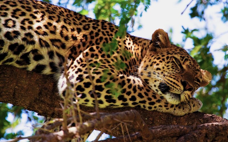 Leopard Resting in Tree — Brown, Calm, Afternoon, Photograph, Branches
