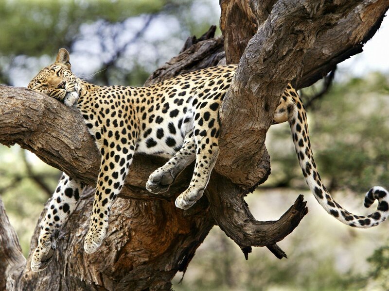 Leopard Resting in Tree — Brown, Calm, Afternoon, Photograph