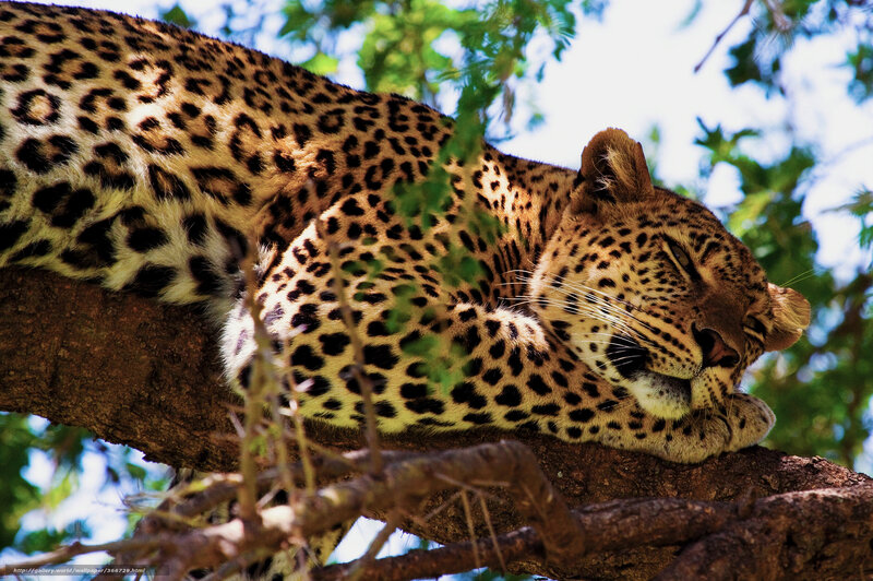 Leopard Resting in Tree — Brown, Calm, Afternoon, Photograph, Tree Branch