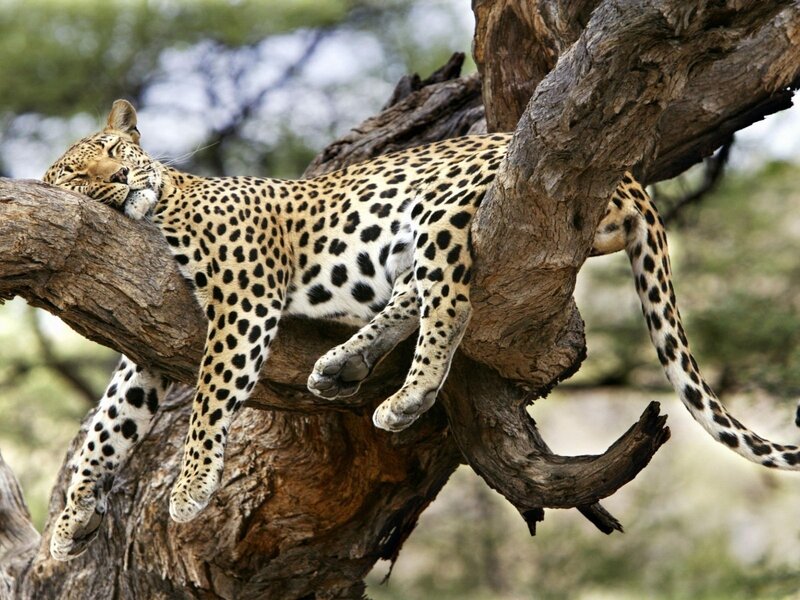 Leopard Resting in Tree — Brown, Calm, Afternoon