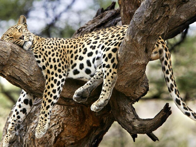 Leopard Resting in Tree — Brown, Calm