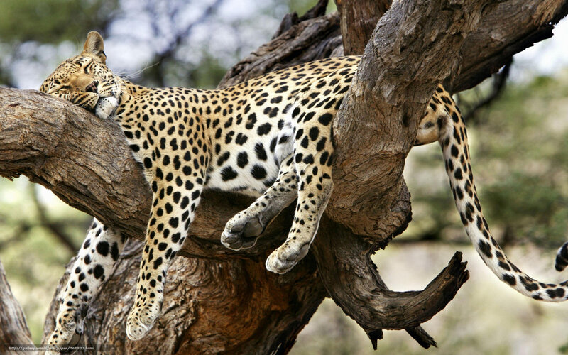 Leopard Resting in Tree — Brown, Serene