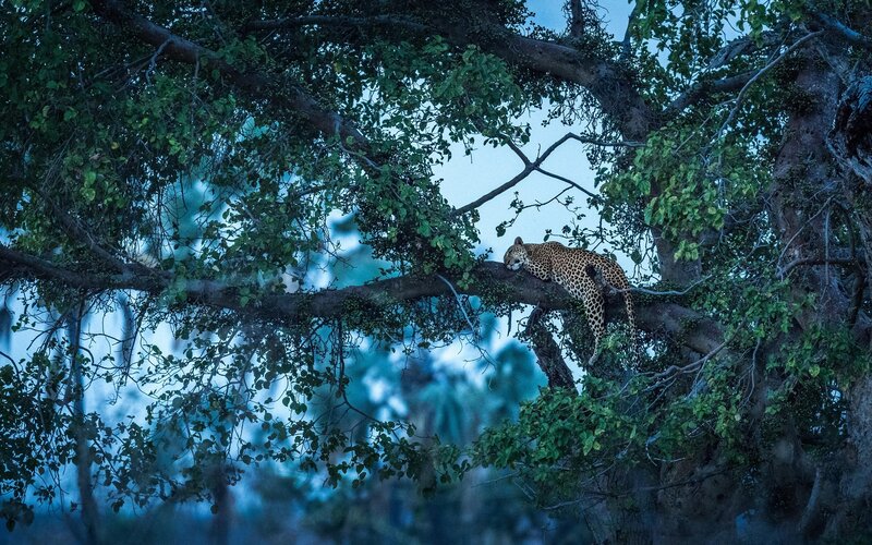 Leopard Resting in Tree — Green, Calm
