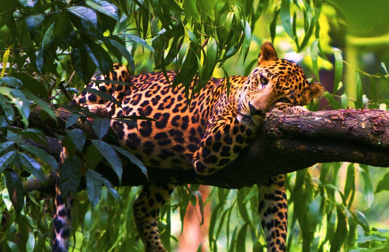 Leopard Resting in Tree — Green