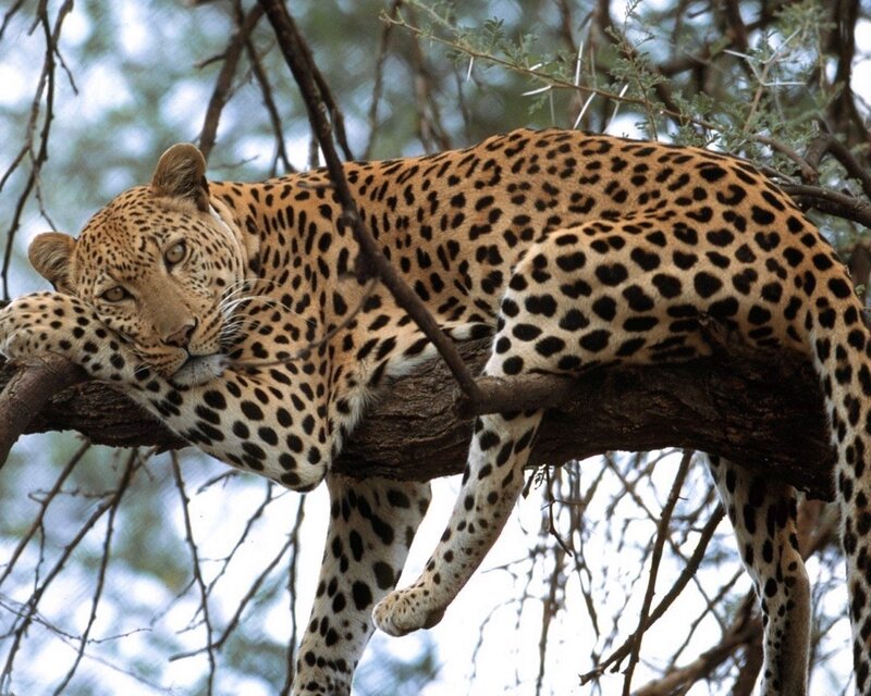 Leopard Resting in Tree — Photograph