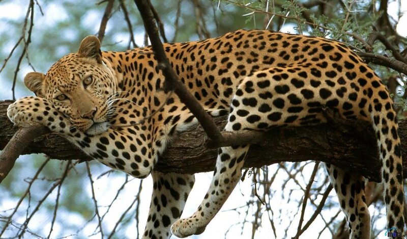 Leopard Resting in Tree — Tan