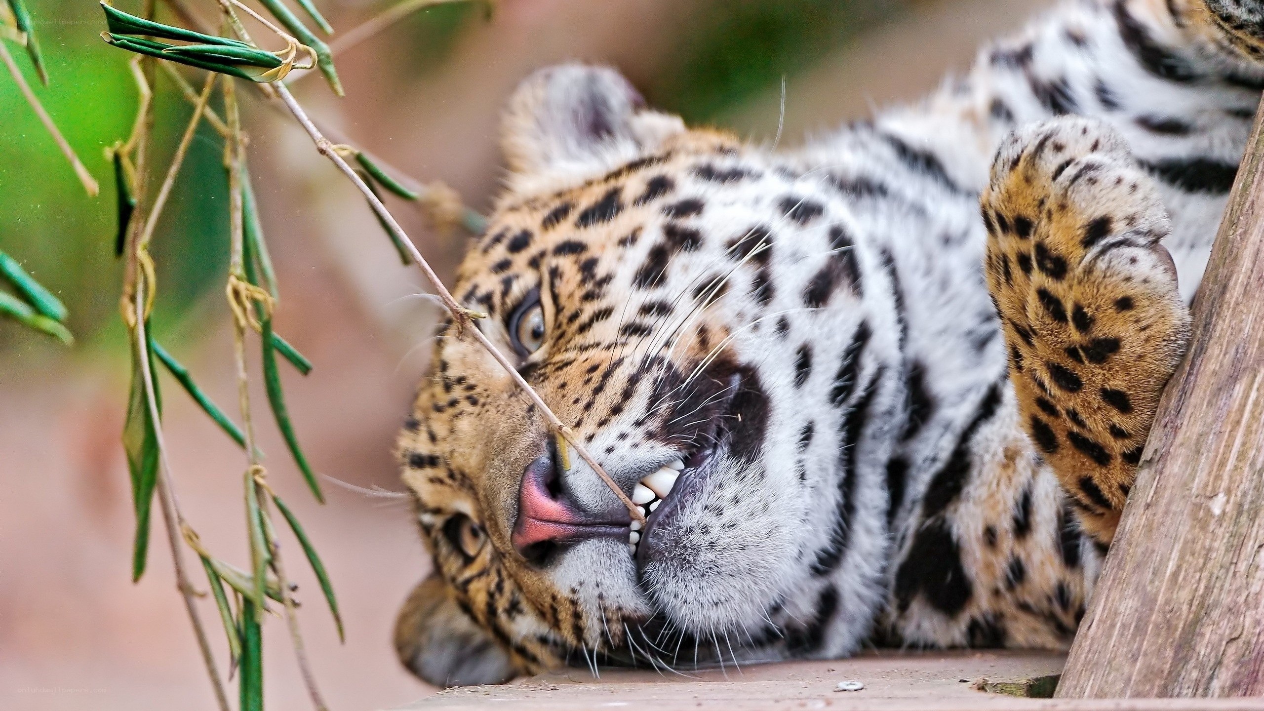 leopard resting in tree