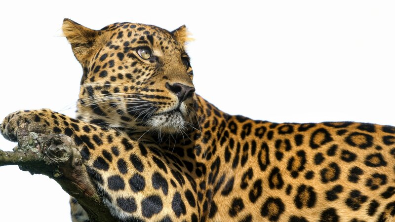 Leopard resting on a branch
