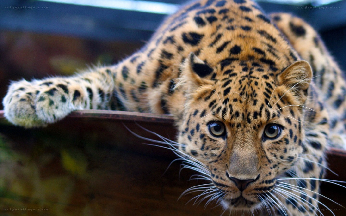 Leopard resting on a ledge