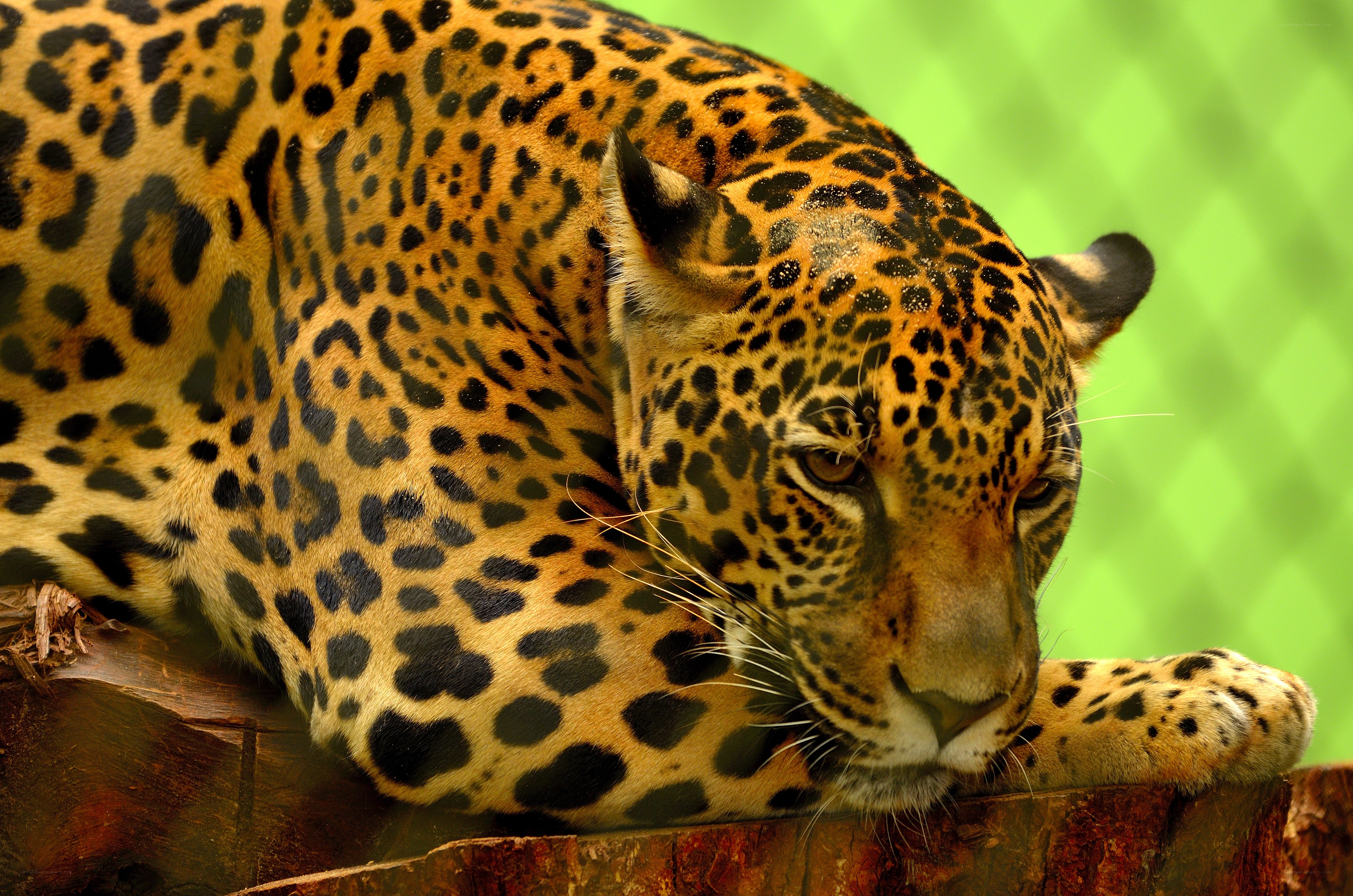 Leopard resting on a log