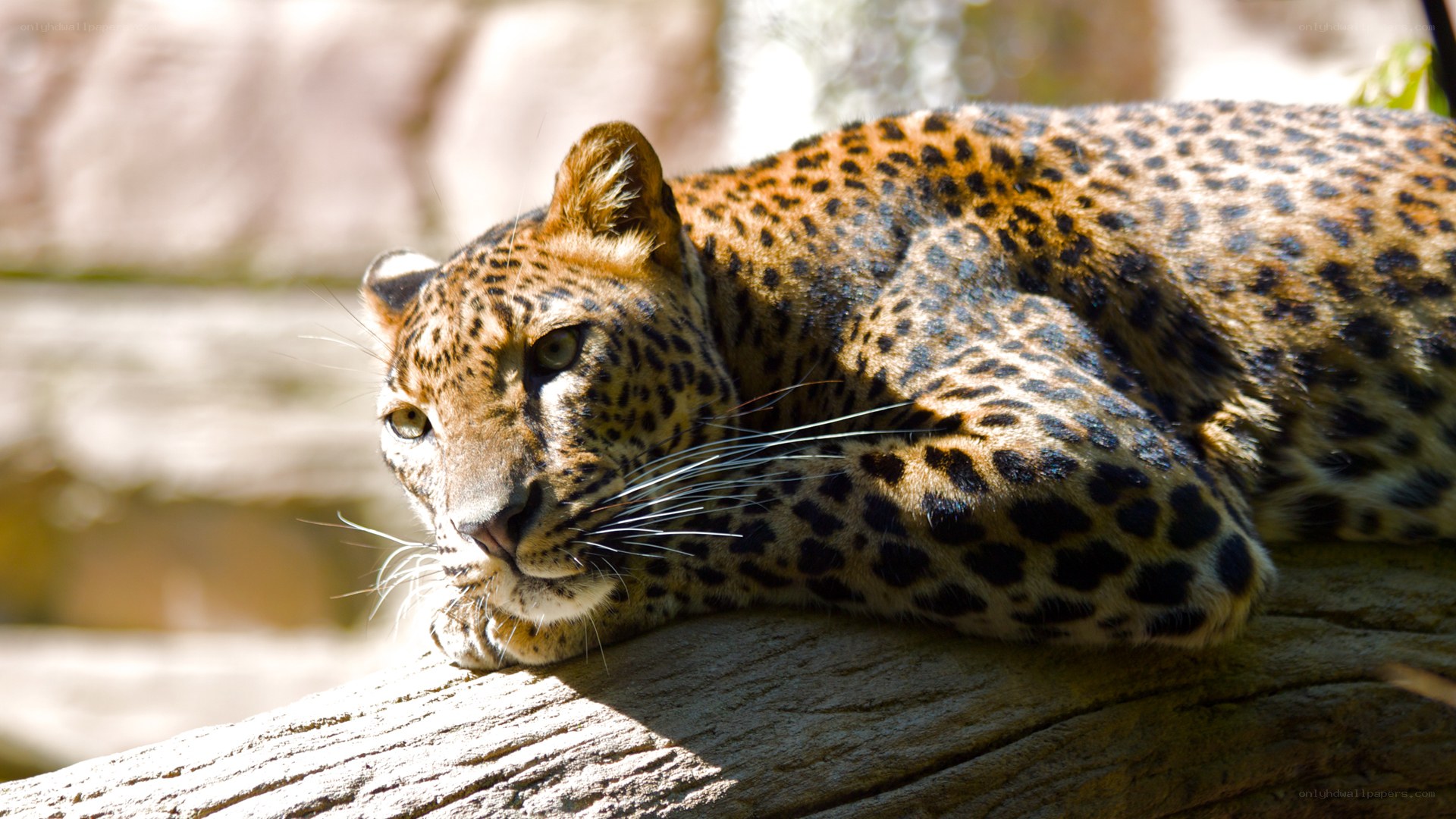 Leopard resting on a log