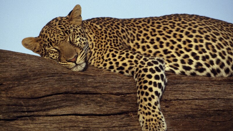 Leopard resting on a log