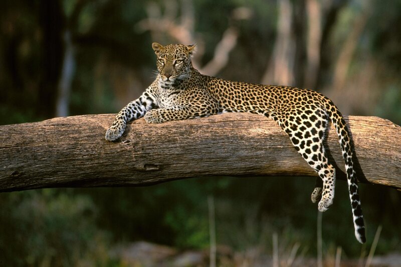 Leopard resting on a log