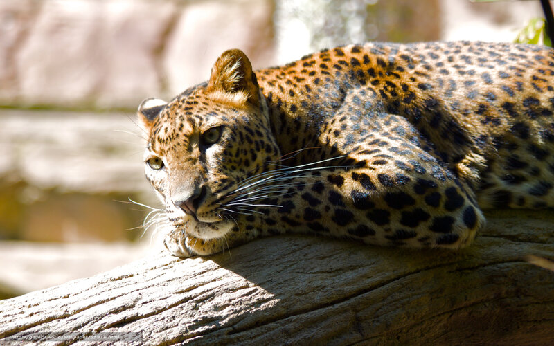 Leopard resting on a log