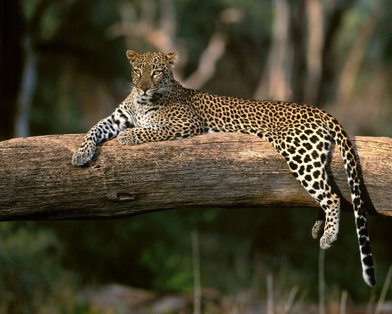 Leopard resting on a log