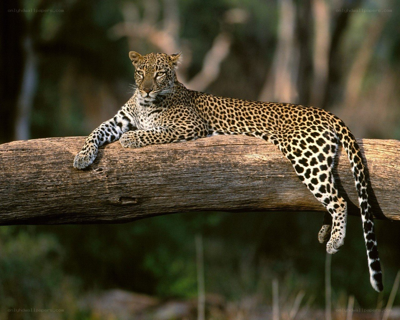Leopard resting on a log