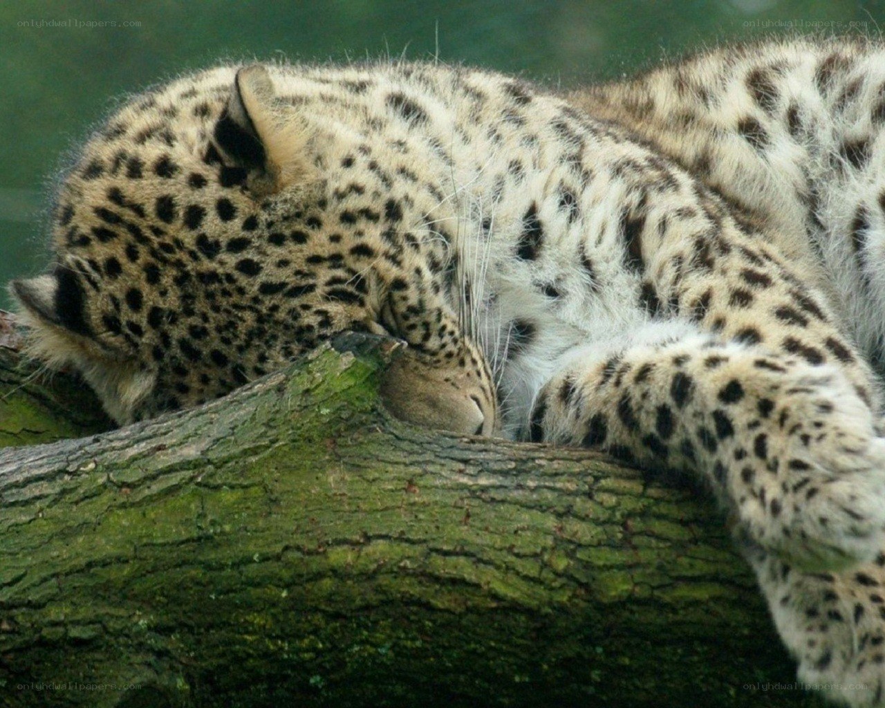 Leopard resting on a log