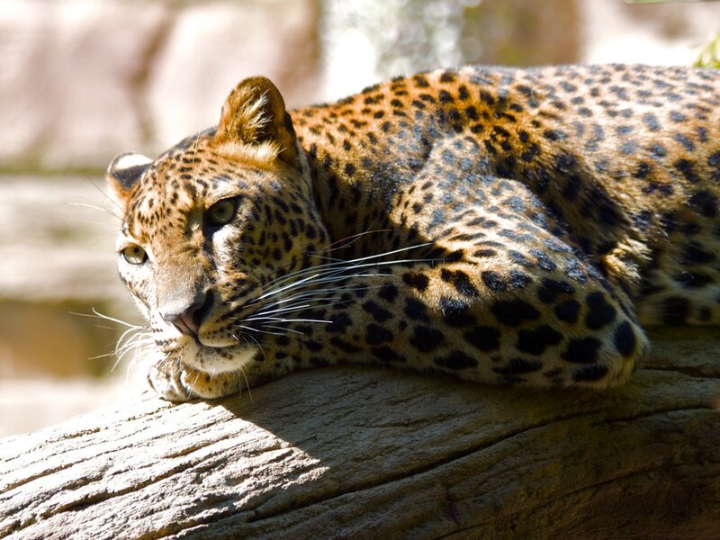 Leopard resting on a log