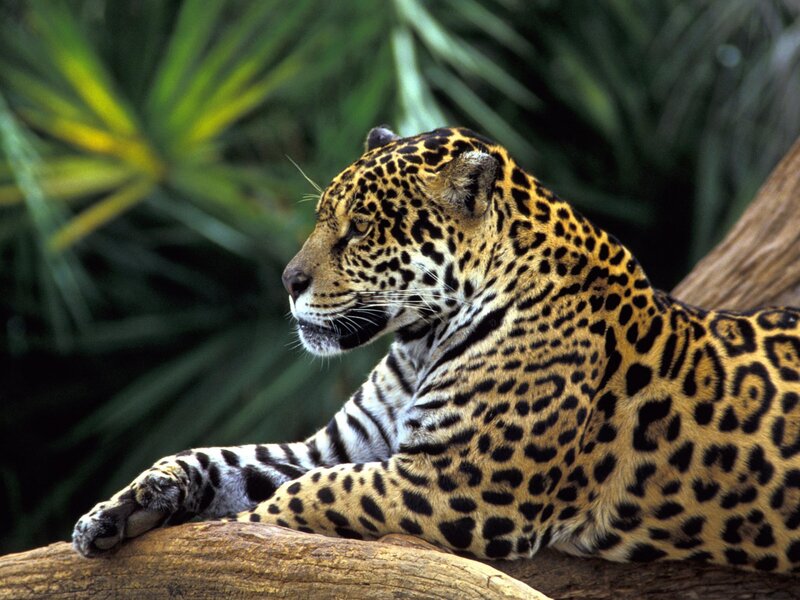 Leopard resting on a log