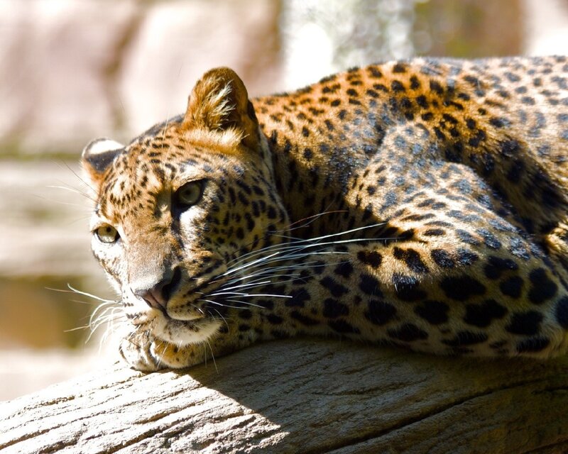 Leopard resting on a log