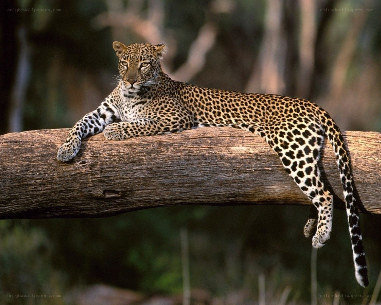Leopard resting on a log