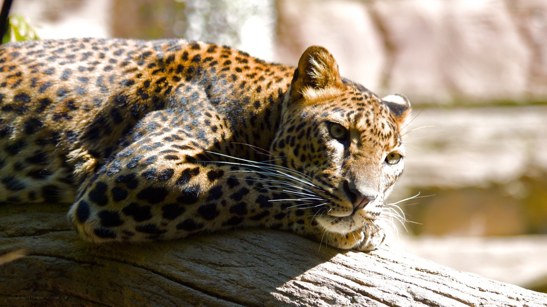 Leopard resting on a log