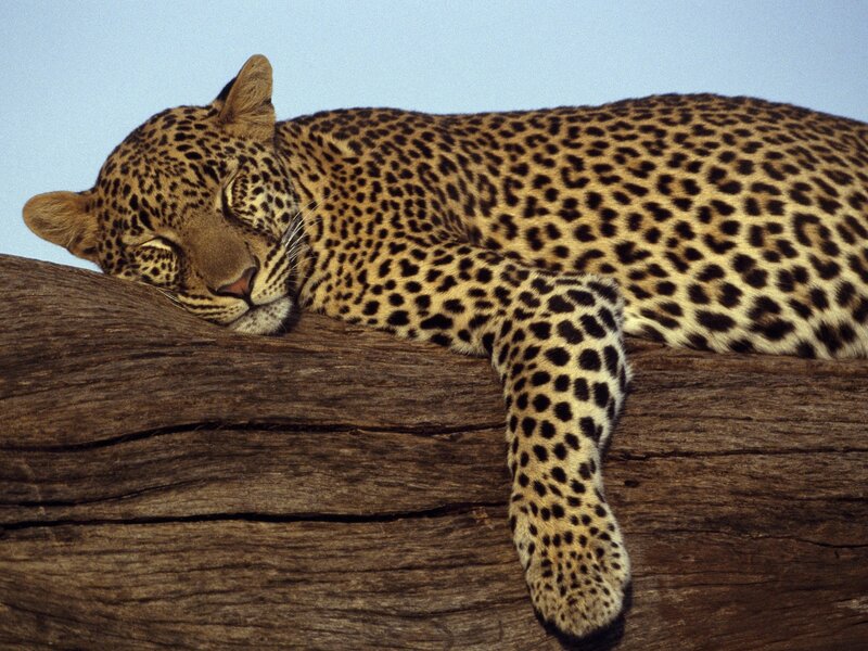 Leopard resting on a log