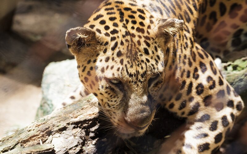 Leopard resting on a log