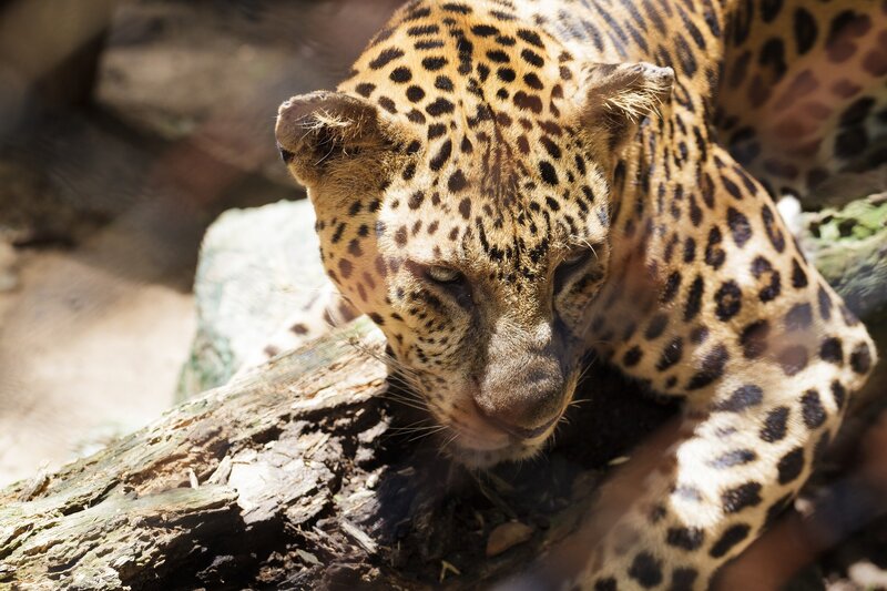 Leopard resting on a log