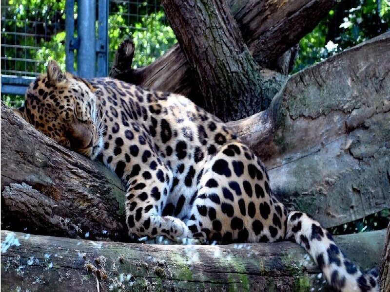 Leopard resting on a log