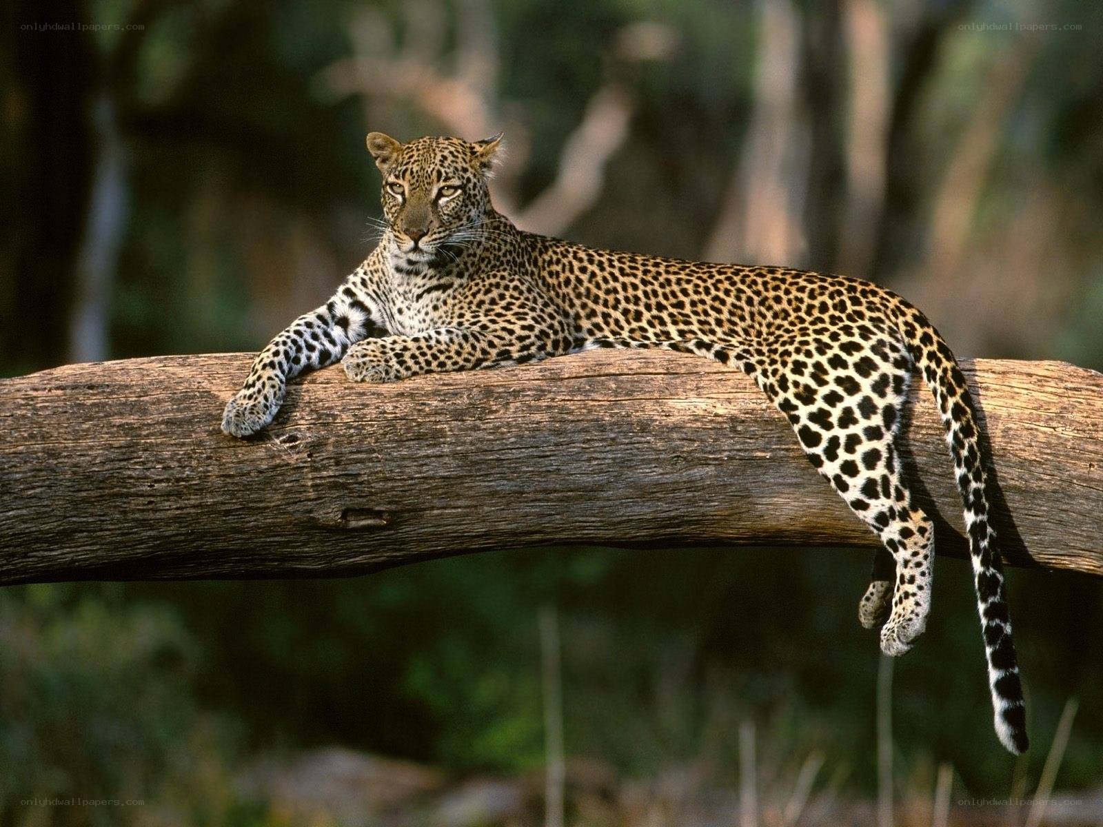 Leopard resting on a log