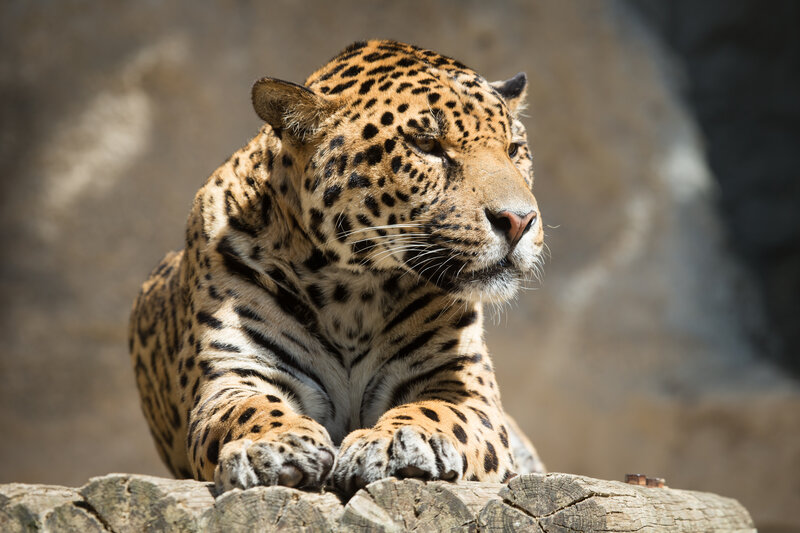 Leopard resting on a log