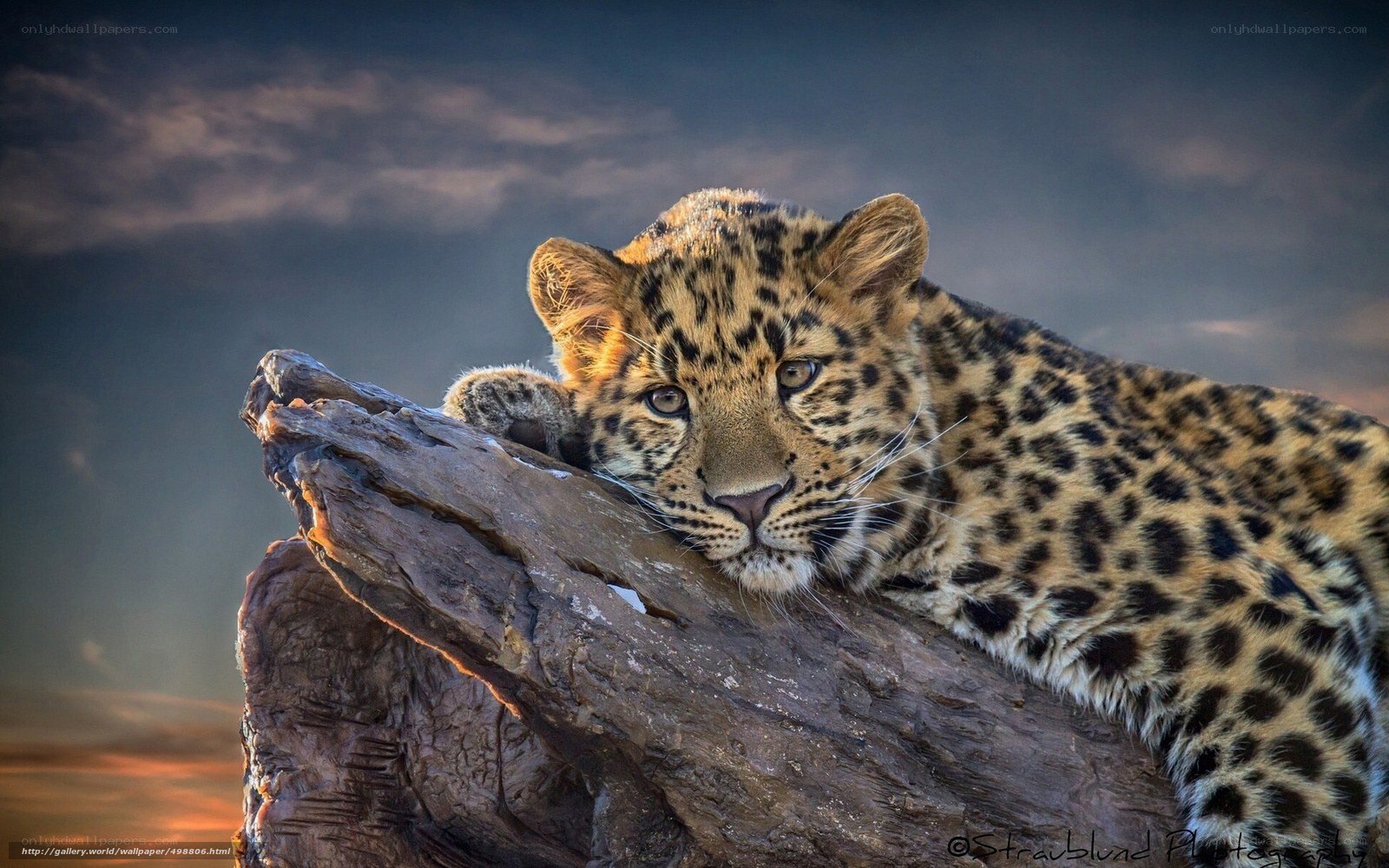 Leopard resting on a log