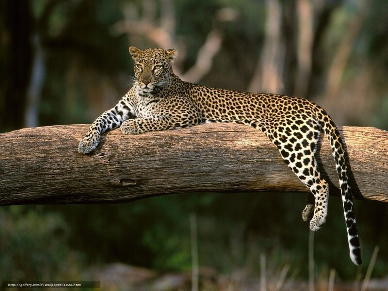 Leopard resting on a log