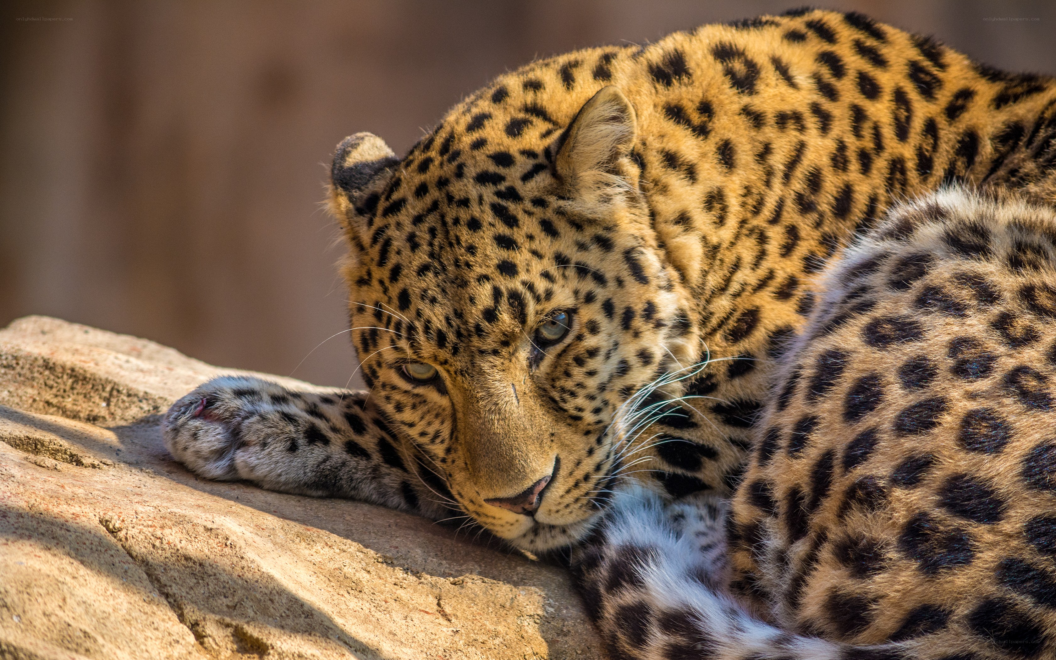 Leopard resting on a rock