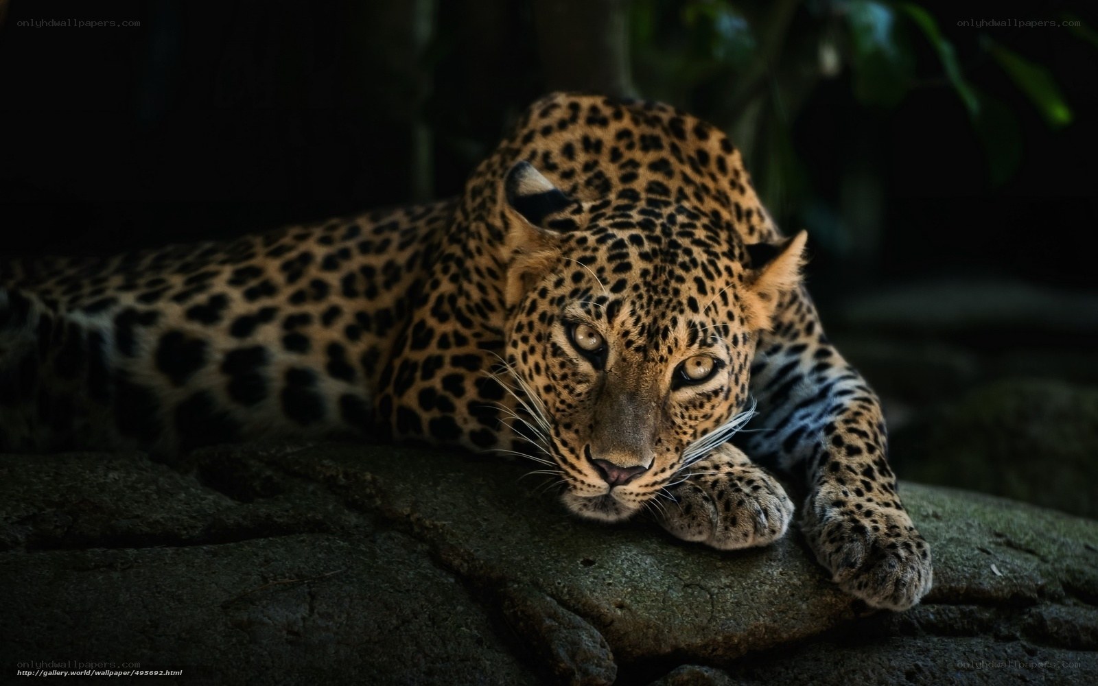 Leopard resting on a rock