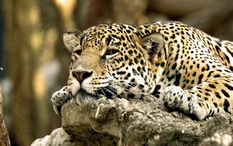 Leopard resting on a rock